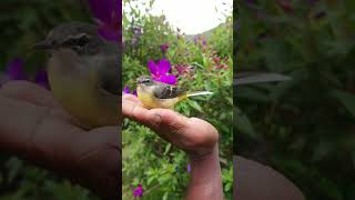 Grey Wagtail  අළු හැලපෙන්දා Motacilla cinerera [upl. by Irwinn945]