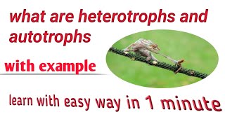 What are heterotrophs and autotrophs easy definition heterotrophsautotrophs [upl. by Okubo]