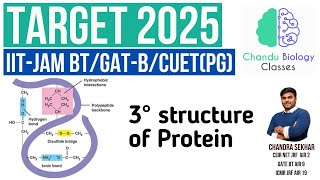 Unraveling Quaternary Structure The Cooperative Bindings of Proteins quaternary protein [upl. by Greggs747]