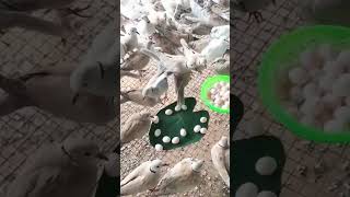 ￼کبوتر Columbidae Pigeon paloma فاختہ鴿子حمامةtrending natural birds new virel [upl. by Patnode]