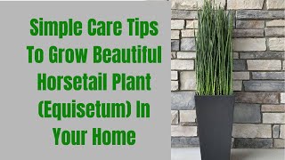 Simple Care Tips To Grow Beautiful Horsetail Plant Equisetum In Your Home [upl. by Kuo]