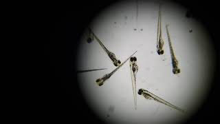 Zebrafish larvae 3 days postfertilization [upl. by Eanahs955]