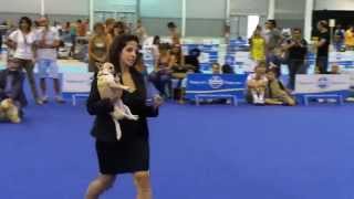 ENCI Mostra Canina Gara Bellezza Cani  Video Fiera di Roma [upl. by Ettenor]