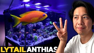 I cant pronounce Lyretail Anthias Brine Shrimp Hatchery review Joker Corals The Reefer Spot [upl. by Lyndsay975]