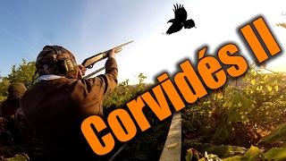 Chasse aux corvidés  2ème partie  Chasse HD [upl. by Nylareg619]