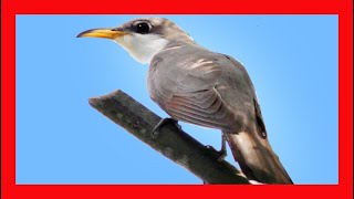 Yellowbilled Cuckoo Song Call Sound Singing  Cuclillo Piquigualdo Canto  Coccyzus Americanus [upl. by Cresida]