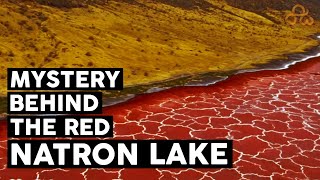 Lake Natron the truth  Mystery behind Lake Natron  Lake that turns animals in to Stone  Amaxiom [upl. by Viridi484]