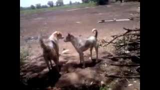 DOG FIGHT INDIA [upl. by Woodie658]