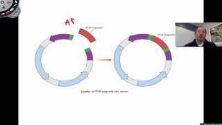 Ligation of PCR Products [upl. by Illona]