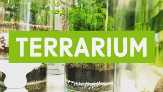 TERRARIUM  Tecnica di costruzione e mantenimento [upl. by Neih]