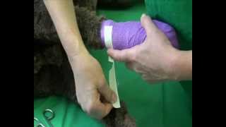 CSL Foot bandaging in dogs and cats [upl. by Hessler]