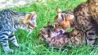 Rural Cats Mating [upl. by Alita]