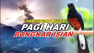 🔴 LIVE 58  pancingan PAGI HARI 100 bikin MURAI BATU GACOR bongkar isian Cililin gacor [upl. by Noerb929]