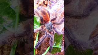 ❤️💛💯💛❤️TARANTULAS💛💯💛AMAZING BEAUTIES💛💯💛 tarantulasoftheworld beauty nature wildlife [upl. by Amathiste]