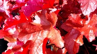 Best Perennials  Heuchera Paprika Coral Bells [upl. by Meerak978]