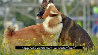 The Basenjis yodel like sound is called a barroo [upl. by Arihsan]