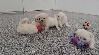 Bichon Puppies Playing [upl. by Tankoos84]