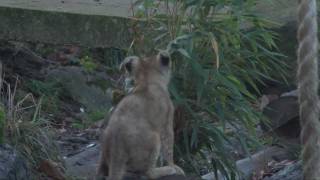 Cute lion cubs play with mum and dad [upl. by Einomrah346]