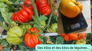 Lincroyable potager du mois de septembre 2024 [upl. by Vedi]