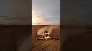 Harvester machine working beautifulshortsViral videoTrending videofarmingkartar harvester [upl. by Timms]