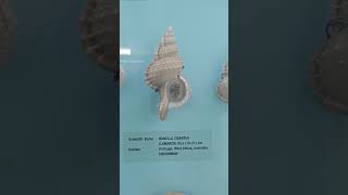 Ramosus India Seashell Museum Mahabalipuram Tamil Nadu [upl. by Adnalra]