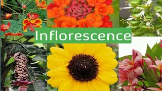 Inflorescence  An Introduction Types  Racemose Cymose  Their Differences and Special types [upl. by Kask]