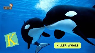 ABC Ocean Animals Song  Alphabets Kids song  Learn English Alphabets and Animals for Kids abcd [upl. by Ahsaya712]