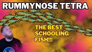 Rummynose Tetra EVERYTHING you need to know Complete care guide [upl. by Kina]