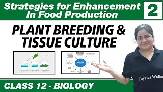 Strategies for Enhancement in Food Production 02  Plant Breeding amp Tissue Culture  Class 12 NCERT [upl. by Hsakaa]