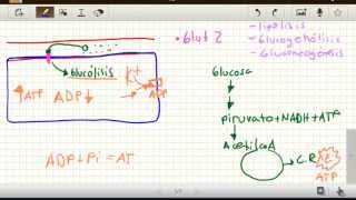 Insulina Como Funciona Su Liberacion Paciente Sin Diabetes Fisiologia [upl. by Gerlac]