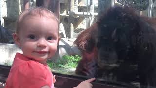 Orangutan kisses baby through glass at Toledo Zoo [upl. by Kinson]