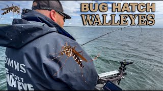 How to catch walleyes during an earlyseason bug hatch [upl. by Sinnaiy467]