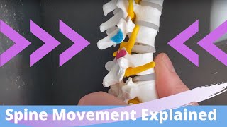 Kinesiology of the Spine  Flexion Extension Sidebending amp Rotation Arthrokinematics [upl. by Bertilla]