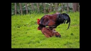 Rooster Group Mating With Chicken  Hen [upl. by Almund979]