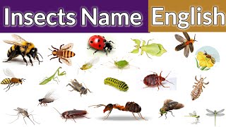 100 Insect Names  100 Insects Pictures  Top 100 Insects  100 insect name English  Insects [upl. by Halil]