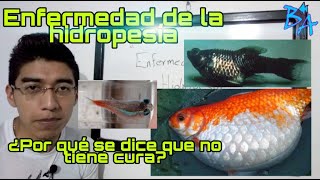 Como curar la hidropesía en peces SU TRATAMIENTO ADECUADO [upl. by Whitney143]