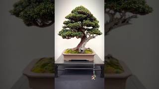 Taxus Baccata winner of best coniferous tree at Expo Bonsai 2024 bonsai bonsaitree bonsaishow [upl. by Lien341]