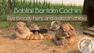 Five broody hens raising a dozen chicks Bobtail Bantam Cochin [upl. by Torres]