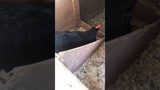 POV trying to collect eggs but interrupting your chicken chickens farming shorts funny [upl. by Chatterjee134]