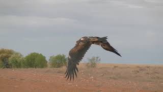 A true australian icon The wedge tail eagle [upl. by Fulcher]