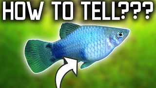 How To Tell If A Platy Is Pregnant And When She Will Give Birth [upl. by Nepean]