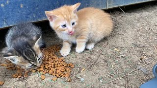 Hungry Kittens living on the street These kittens are incredibly beautiful [upl. by Emory877]