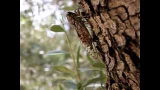 chants de plusieurs cigales sur un olivier en provence [upl. by Gard]