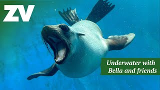 Swimming with Seals  Underwater Ambience to RelaxStudy [upl. by Victoria]