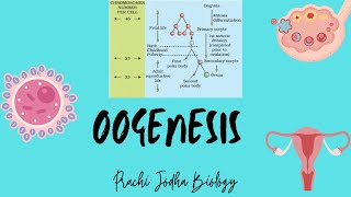 OogenesisHuman ReproductionClass 12 Biology Prachi Jodha Biology class12 neet2024 [upl. by Ennylcaj]