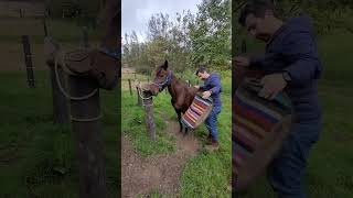 🐴 Preparar a Gitana para mi acostumbrada caballoterapia es más que una rutina es un ritual🐎🐴 [upl. by Ytram]