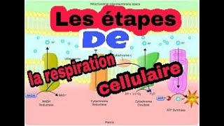 les étapes de la respiration cellulaire [upl. by Ester]