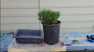 mugo pine bonsai nursery stock [upl. by Delaney]