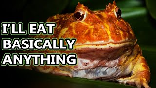 Pacman Frog facts amphibians with a big bite  Animal Fact Files [upl. by Renner]