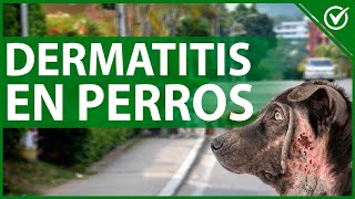 🐶 Dermatitis en Perros  Remedios Caseros para los Picores 🐶🐩 [upl. by Erdnad360]